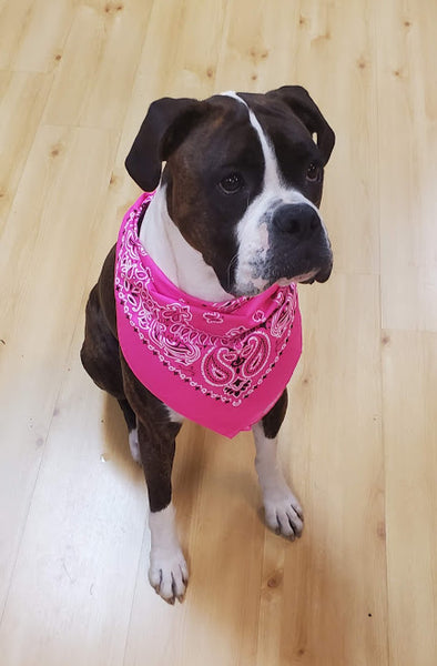 Neon Pink Paisley Bandana